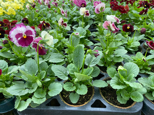 Bio Pot Pansies mix of 12