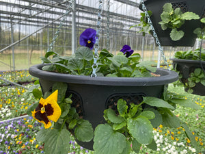 Pansy Ball hanging baskets