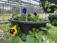 Pansy Ball hanging baskets