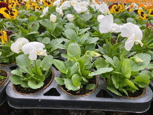 Bio Pot Pansies mix of 12