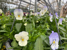 Load image into Gallery viewer, 12” Cool Wave trailing pansy basket
