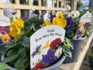 Viola trio pots 13cm