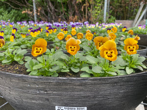 Urbana Oval Viola Bowls