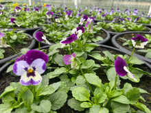 Load image into Gallery viewer, 12&quot; Viola Bowls
