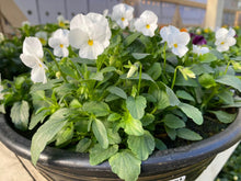 Load image into Gallery viewer, 12&quot; Viola Bowls
