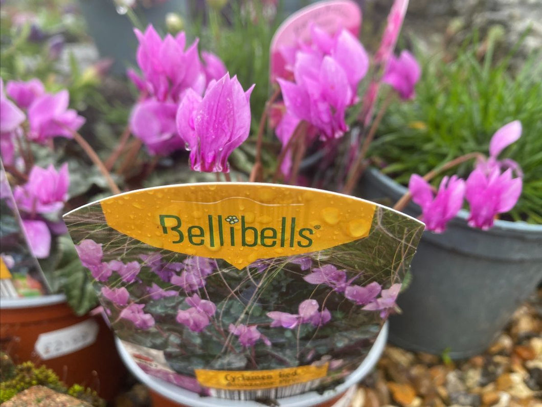 10.5cm pot Hardy naturalising cyclamen hederifolium