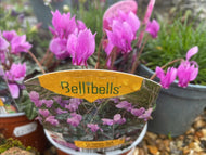 10.5cm pot Hardy naturalising cyclamen hederifolium