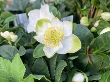 Load image into Gallery viewer, 6-pack Hellebore Christmas Carol
