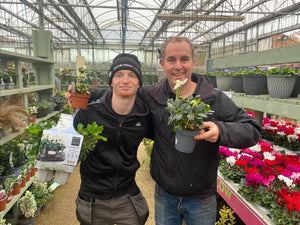 6-pack Hellebore Christmas Carol