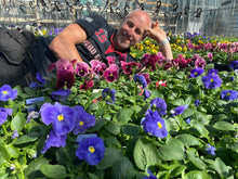 Load image into Gallery viewer, 6-pack Winter Pansies
