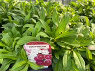 Sweet William 6-pack