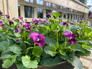 Urbana Oval Viola Bowls