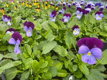 Load image into Gallery viewer, 6-pack Violas mixed
