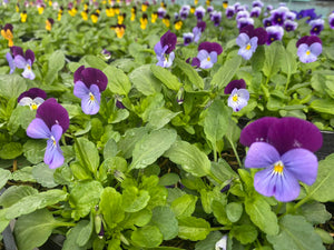 6-pack Violas mixed