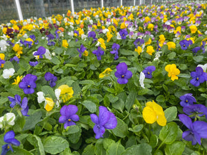 51-tray Violas