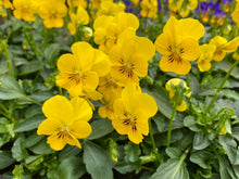 Load image into Gallery viewer, 6-pack Violas mixed
