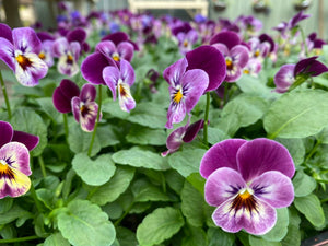 6-pack Violas mixed