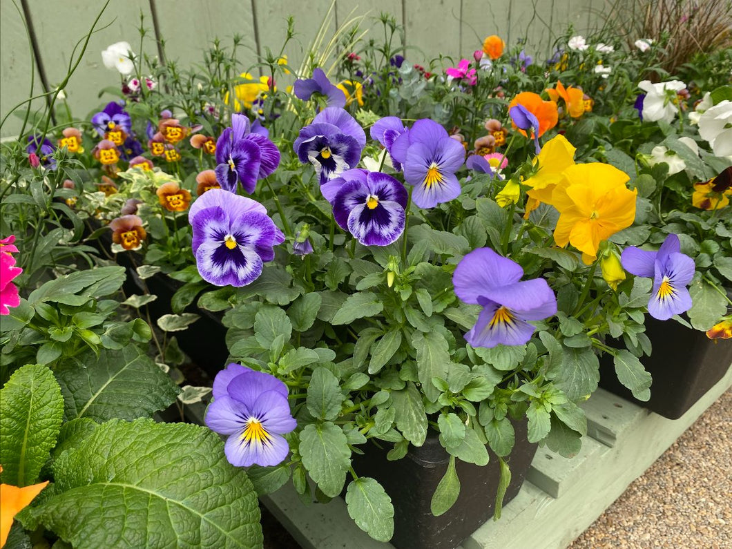Winter Planted Troughs