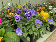 Winter Planted Troughs