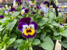 Load image into Gallery viewer, Winter/Spring Cauldron planter
