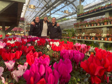 Load image into Gallery viewer, 9cm pot Cyclamen Magic Flames

