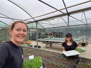 51-tray Mixed Winter Bedding Plants