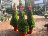 Pot grown Christmas tree