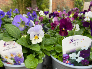 Viola trio pots 13cm