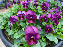 Load image into Gallery viewer, 12&quot; Viola Bowls
