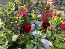 Load image into Gallery viewer, Winter DIY Tub and Basket Kits
