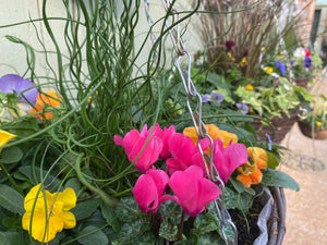 Winter wicker hanging baskets