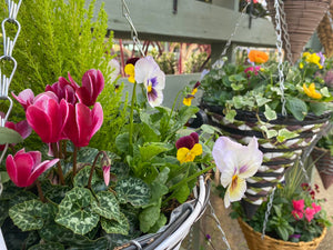 Winter Cone Hanging Baskets