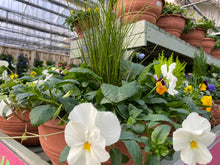 Load image into Gallery viewer, 14&quot; Self-Watering Winter Hanging Baskets
