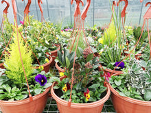 Load image into Gallery viewer, 11&quot;  Winter Teku Hanging Pots
