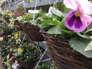 Winter wicker hanging baskets