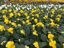 Load image into Gallery viewer, 51-tray Violas
