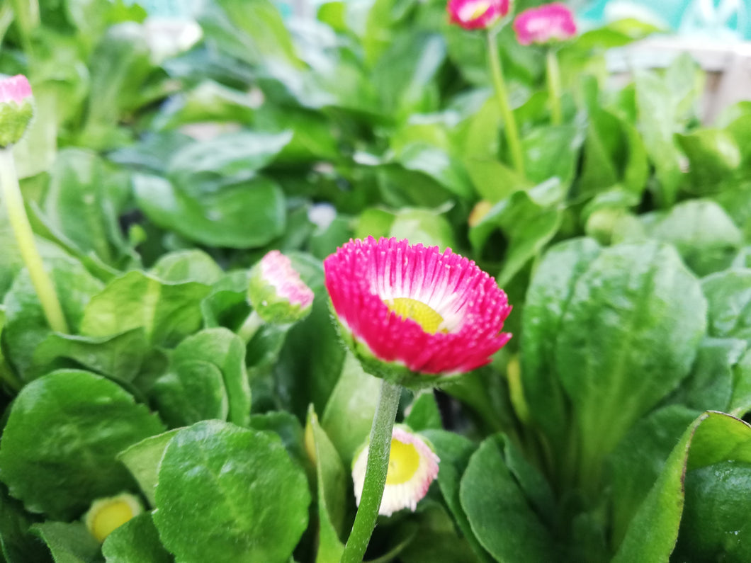 51-tray Bellis