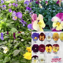 Load image into Gallery viewer, Cool Wave Pansies mixed - Jumbo 6-pack
