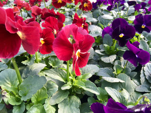 51-tray Panolas