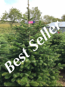 Super Premium Grade Cut Non drop Nordmann Fir