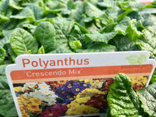 Load image into Gallery viewer, 51-tray Polyanthus Mixed Colours
