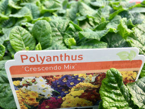 51-tray Polyanthus Mixed Colours