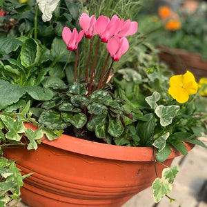 14" Self-Watering Winter Hanging Baskets