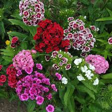 Load image into Gallery viewer, Sweet William 6-pack
