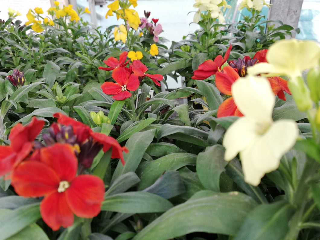 28-tray Wallflowers Sugar Rush - Mixed Colours