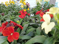 28-tray Wallflowers Sugar Rush - Mixed Colours