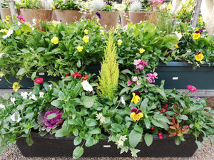 Winter Planted Troughs