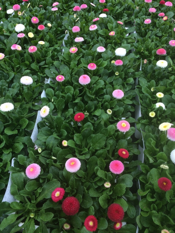 Bellis Daisy 6-pack