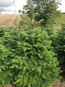 Super Premium Grade Cut Non drop Nordmann Fir