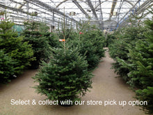 Load image into Gallery viewer, Super Premium Grade Cut Non drop Nordmann Fir
